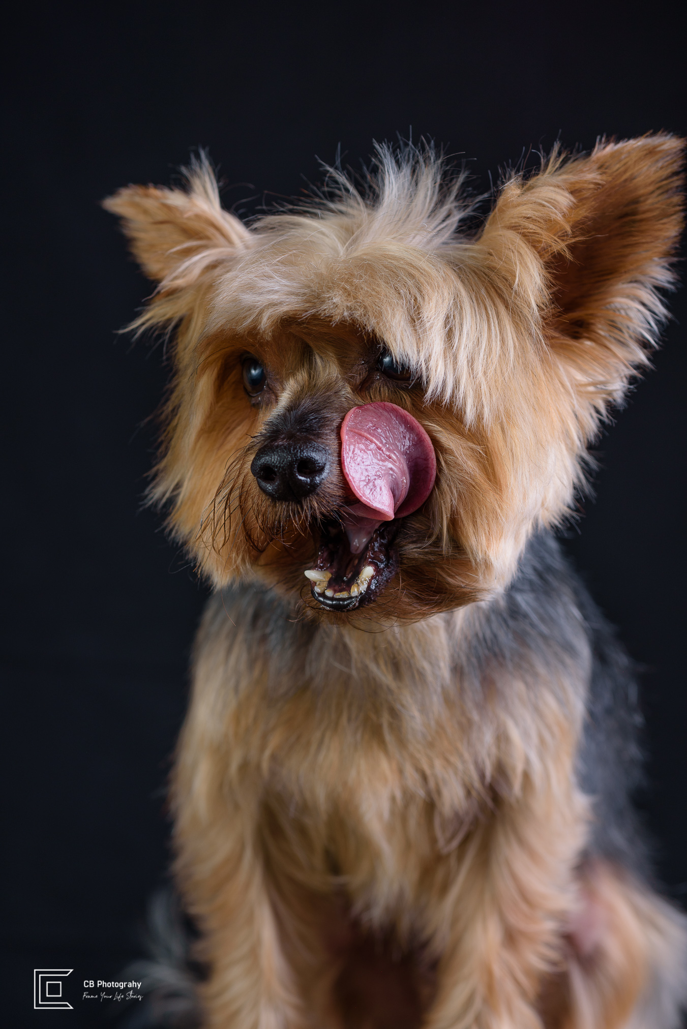 Pet Portrait of a Yorkshire Terrier by Cristian Bucur, photographer in Bonifacio Global City  