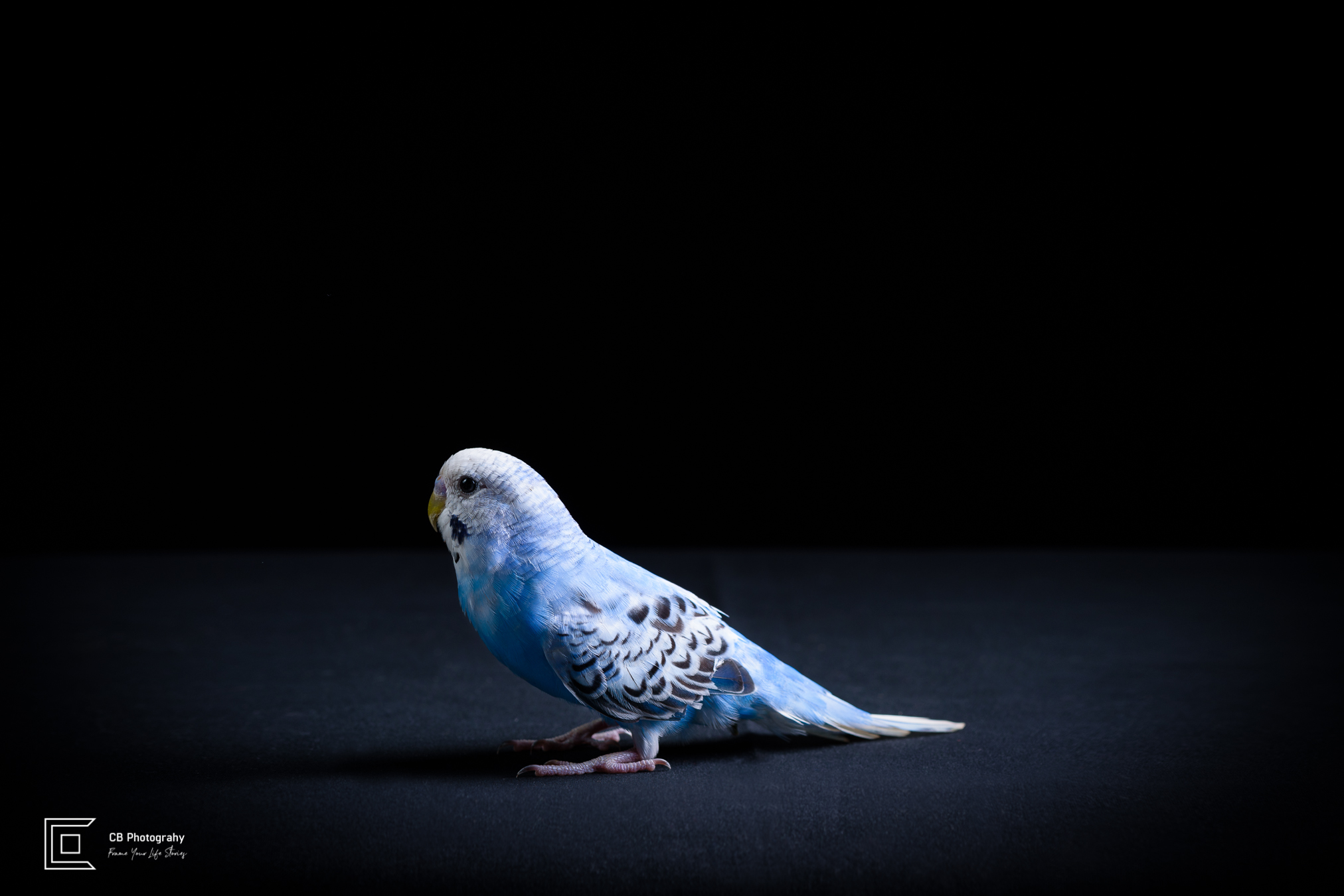 Pet photographer in Bonifacio Global City: Blue-tinted Parrot-Budgerigar, image taken in a photo studio by Cristian Bucur