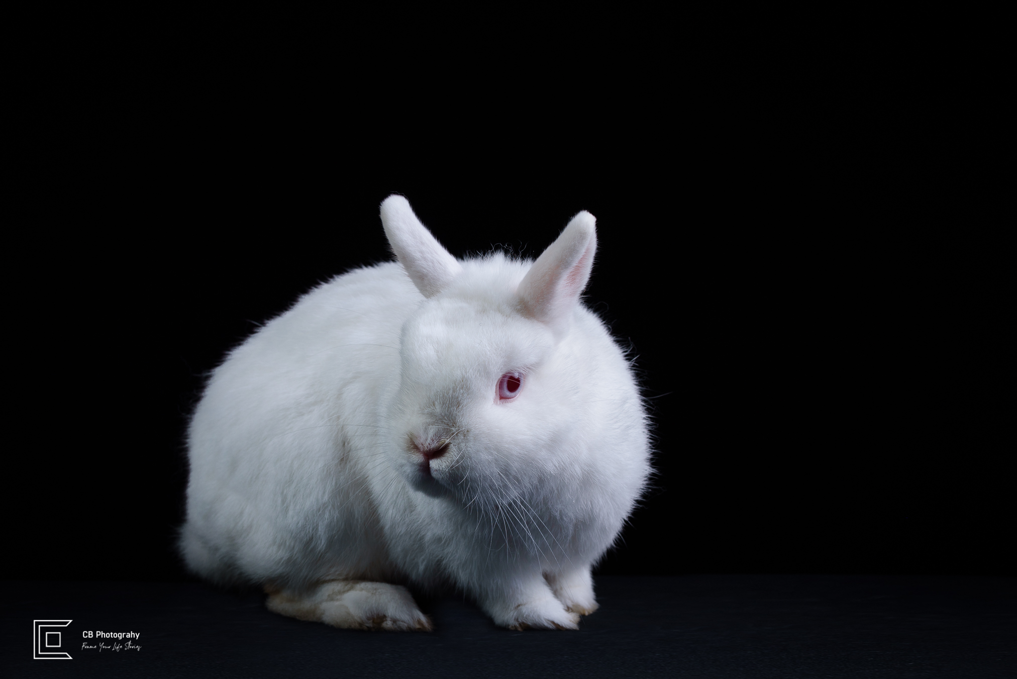 Pet photographer in Bonifacio Global City: white rabbit image taken in a photo studio by Cristian Bucur