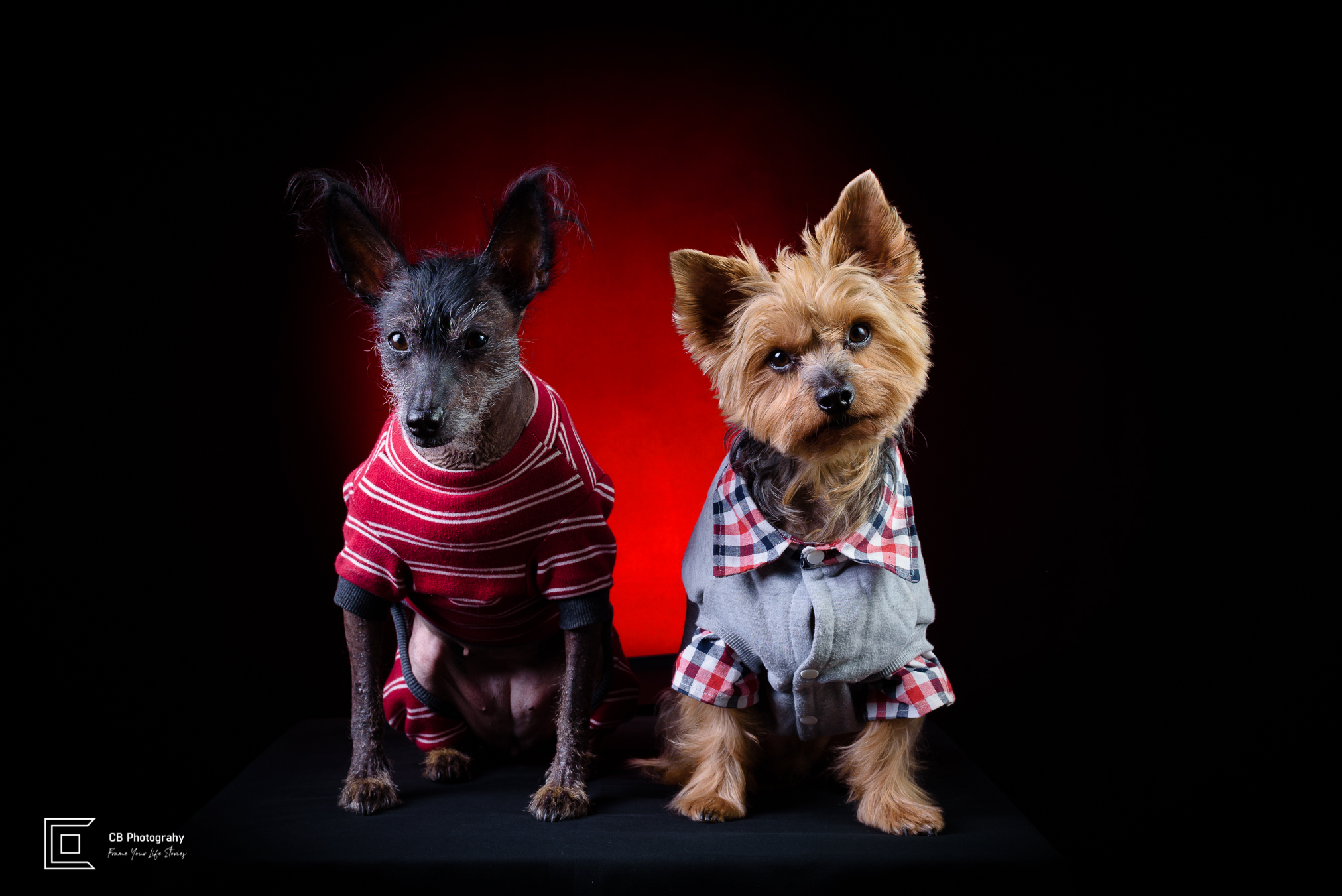 Pet photography in studio, female Xoloitzcuintli-know as Mexican Naked Dog and male Yorkshire Terrier, using a red light background, image by Cristian Bucur, photographer in Bonifacio Global City  