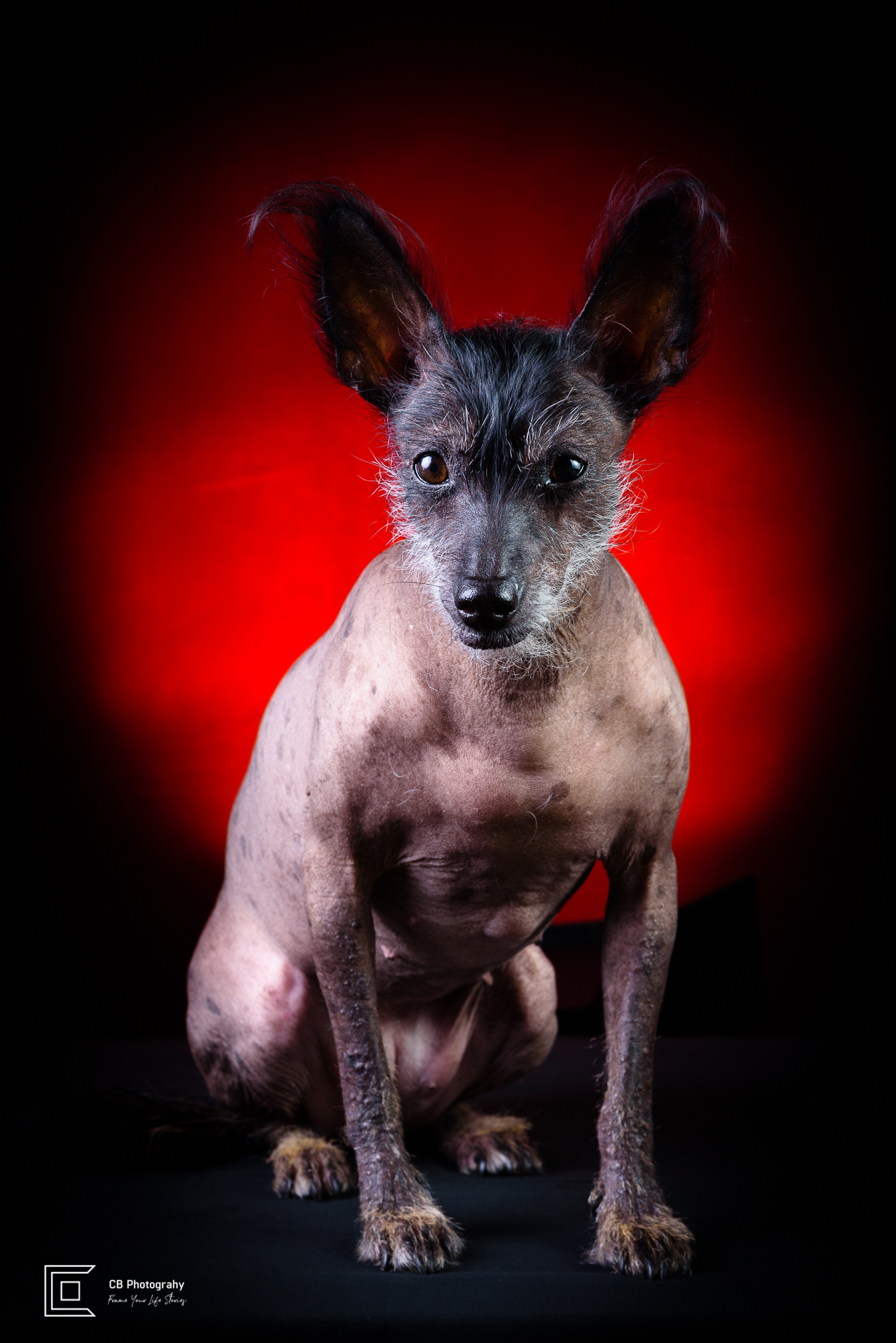 Pet photography in the studio, female Xoloitzcuintli-know as Mexican Naked Dog, using a red light background, image by Bonifacio Global City Photographer Cristian Bucur