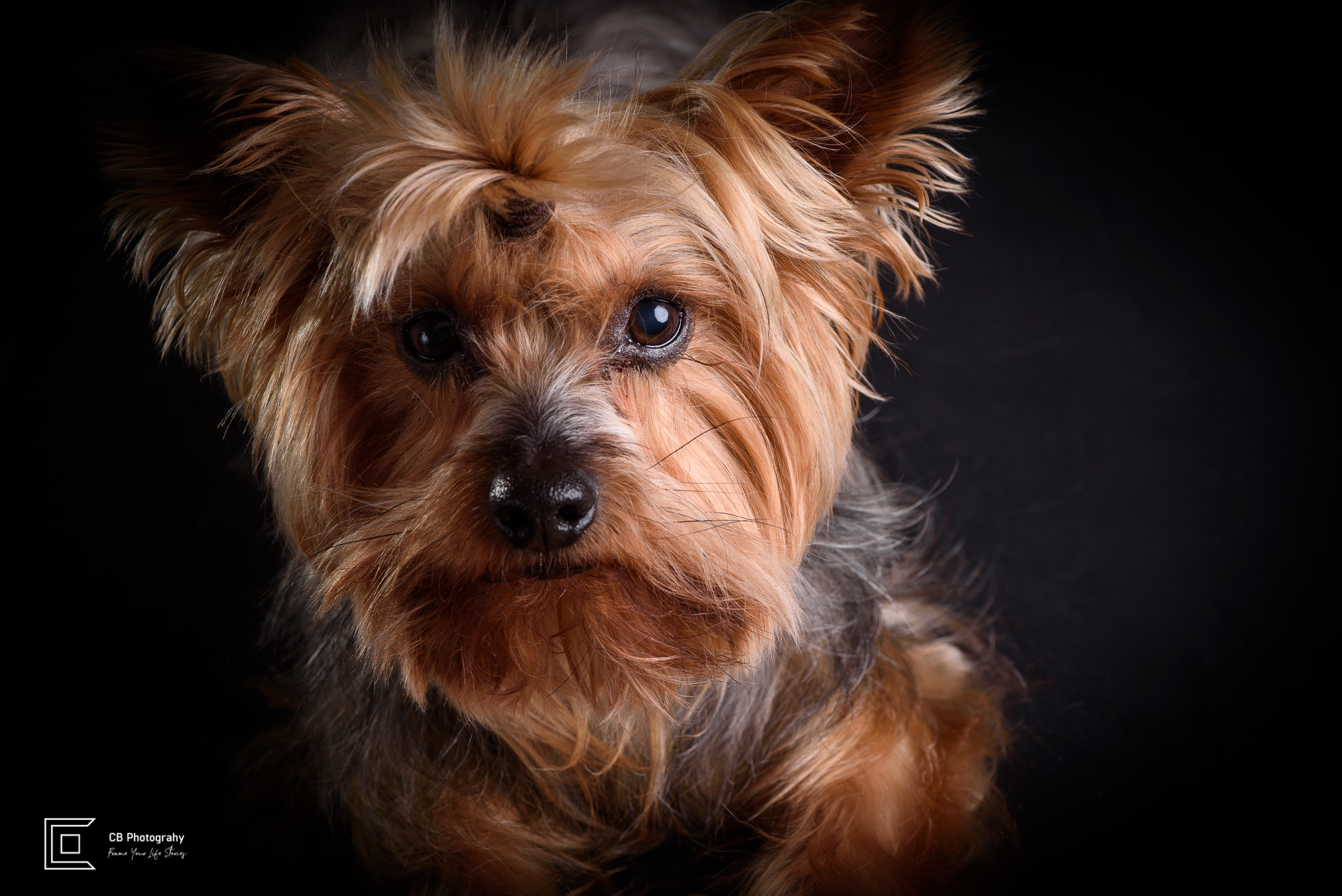 Pet Portrait of a Yorkshire Terrier by Cristian Bucur, photographer in Bonifacio Global City  