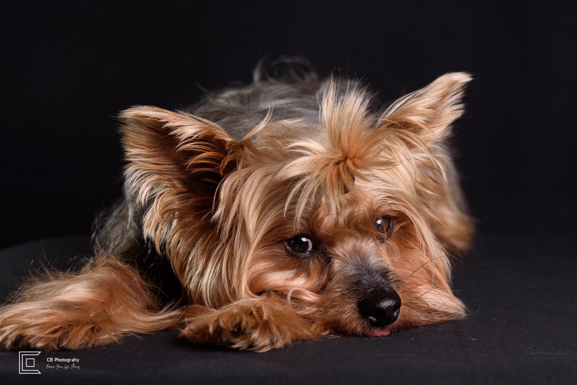 Pet Portrait in the studio of a Yorkshire Terrier by Cristian Bucur, photographer in Bonifacio Global City  