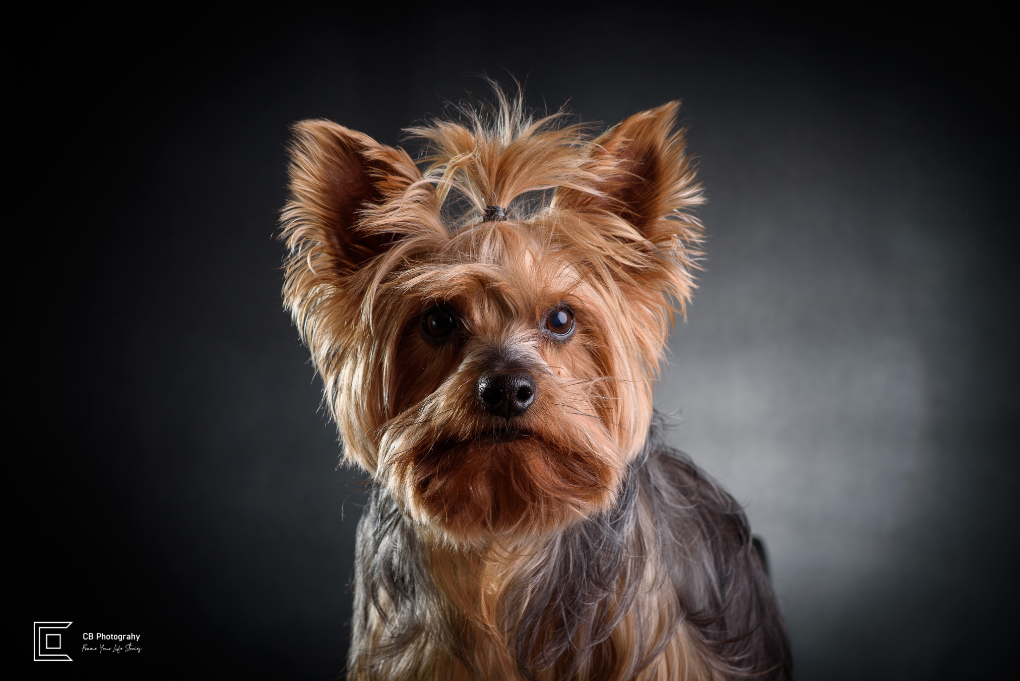 Pet Portrait in the studio of a Yorkshire Terrier by Cristian Bucur, photographer in Bonifacio Global City  