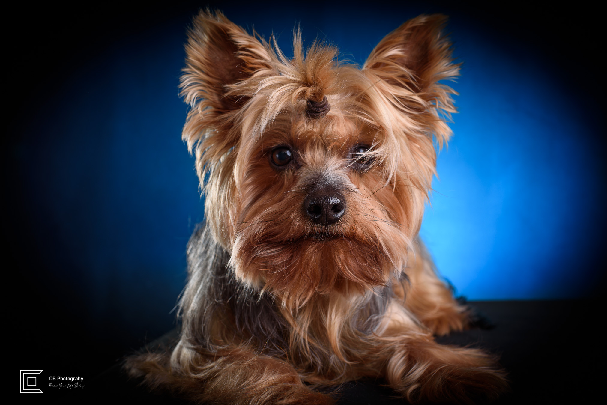 Yorkshire Terrier Pet Portrait Photograph by Cristian Bucur, photographer in Bonifacio Global City  